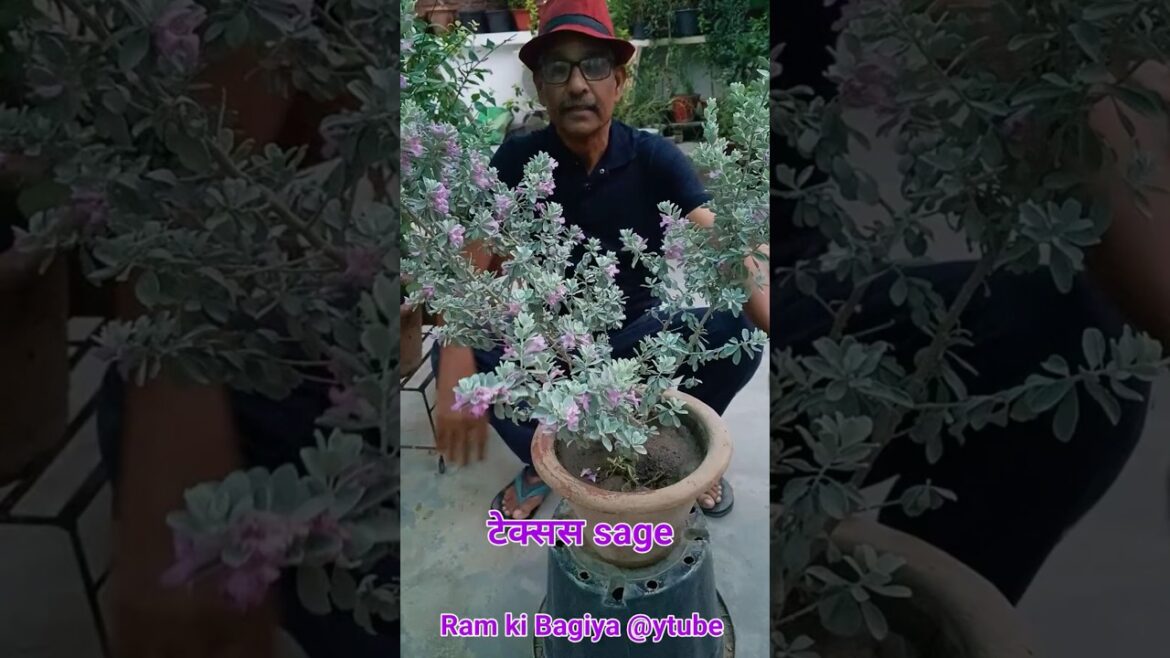 Texas Sage Rain Barometer Leucophyllum #texas #Leucophyllum #flowers #desert Texas Sage Rain Barometer Leucophyllum #texas #Leucophyllum #flowers #desert