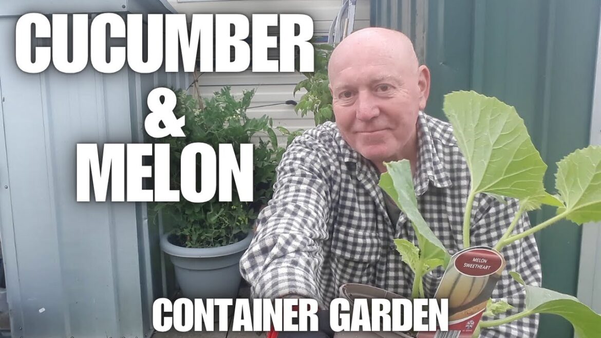 Growing cucumbers and melons in containers  [Container Gardening ]