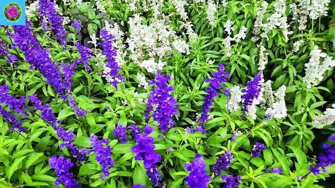 Gorgeous, beautiful natural flowers #viral #flowers #saliva #nature Gorgeous, beautiful natural flowers #viral #flowers #saliva #nature