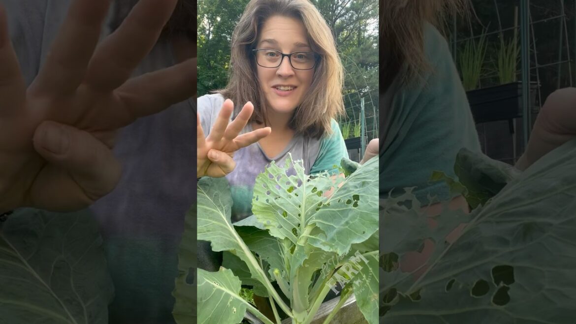 Four budget-friendly Dollar Store hacks to protect cabbage and brassica plants from cabbage worms.