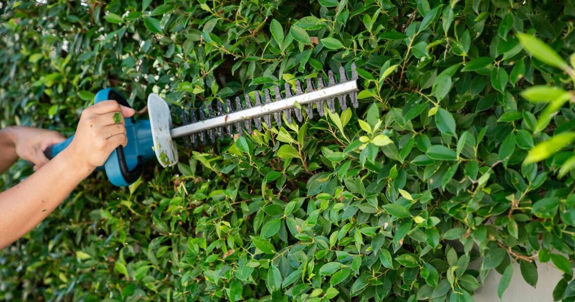 June warning that gardeners who cut hedges could ‘face jail time and unlimited fine’ Ipso logo
