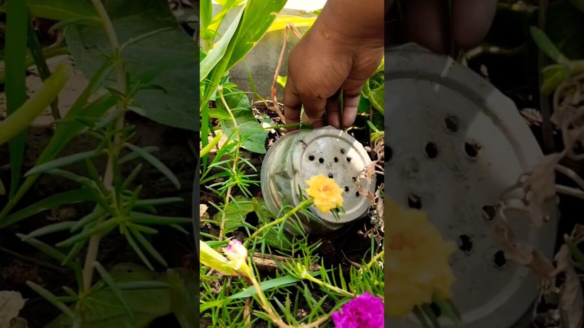 Reuse + Recycle( waste container ) #viralvideo #shortsfeed #garden #shortsviral #portulaca #mossrose