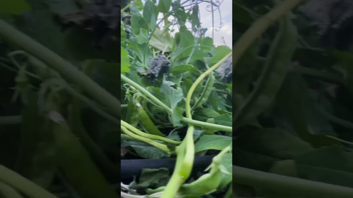GCU Garden (Green Thumb Garden Supply)- Vlog