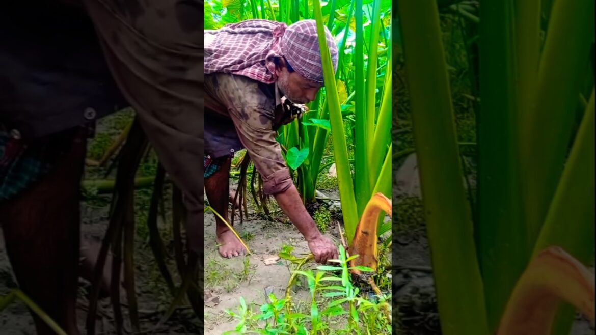 Taro Propagation Begins! Morning Stolon কচুর লতি Collection #shorts Taro Propagation Begins! Morning Stolon কচুর লতি Collection #shorts