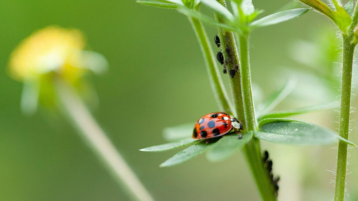 5p hack gardeners swear by to get rid of black fly that’s plaguing your plants this summer & it works overnight