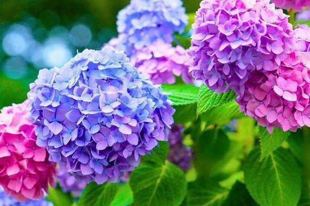 Picture-of-colourful-hydrangeas-in-a-garden