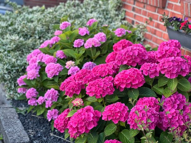Close-up of pink flowers