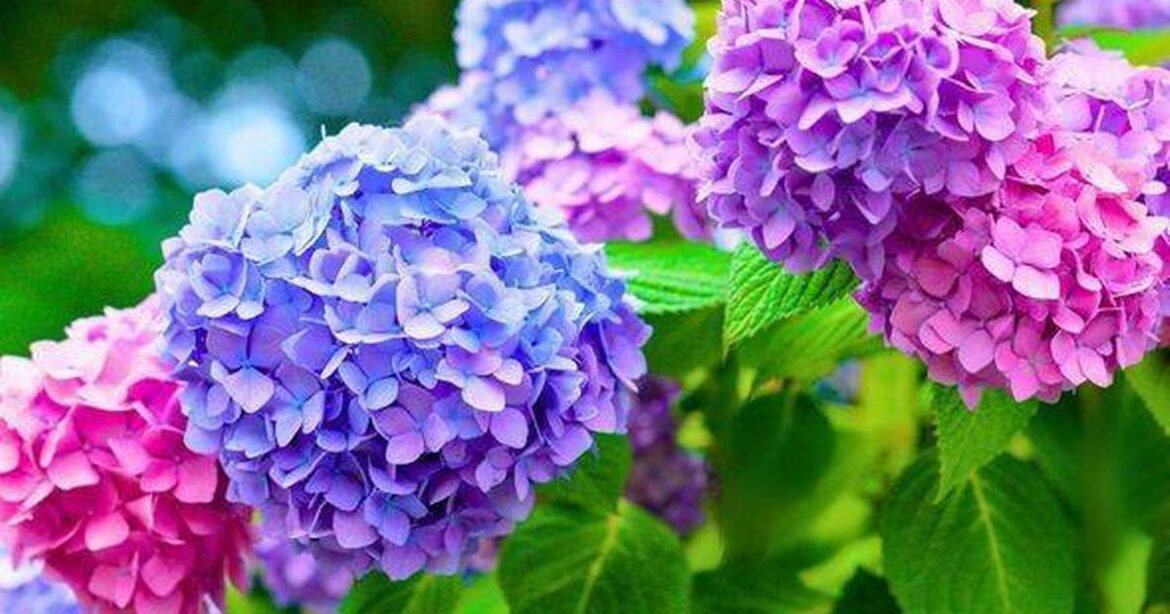 Gardeners given ‘silent killer’ warning about popular plant with beautiful colors trust project logo