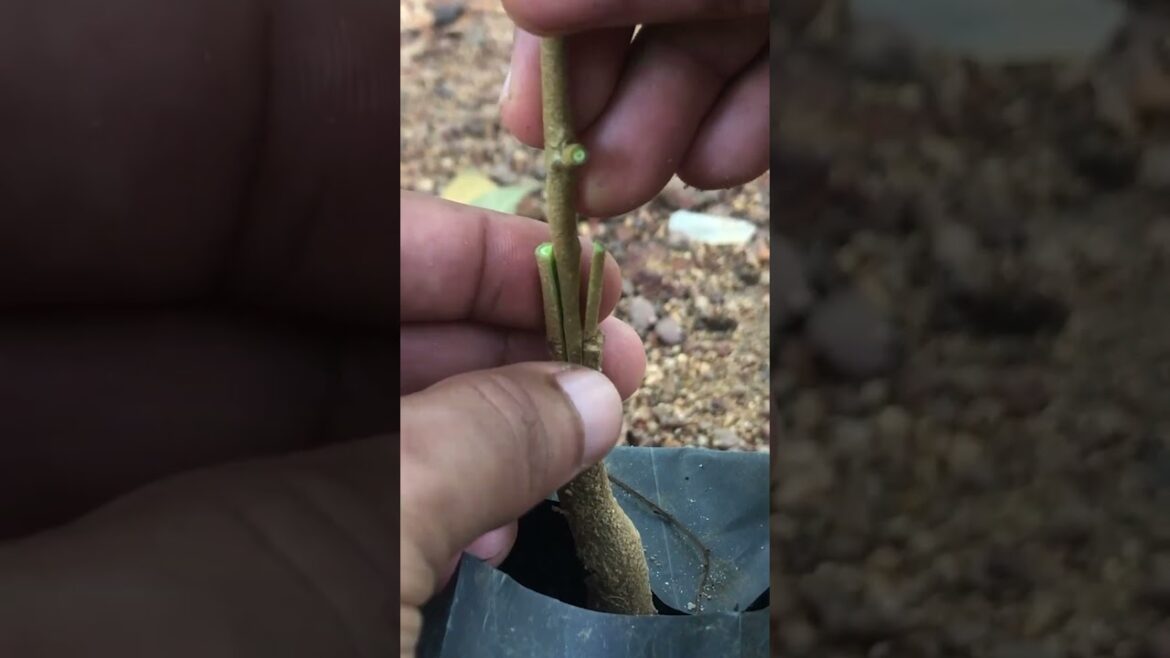 How to Grow a Jumbo Durian Tree EP336 #grafting #budgrafting