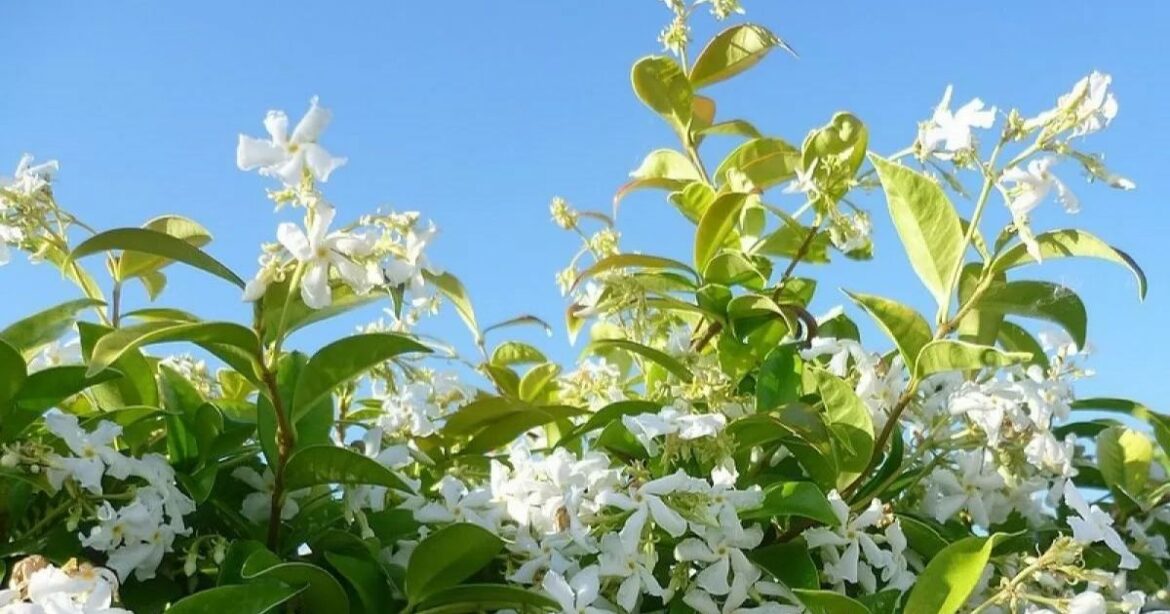 Highly fragrant jasmine climbing plant worth £60 gets slashed to half price in time for summer flowering Ipso logo