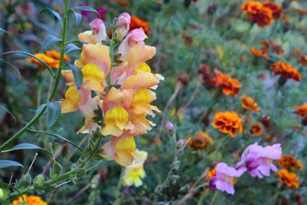 A marvelous display of flowers on a flowerbed.