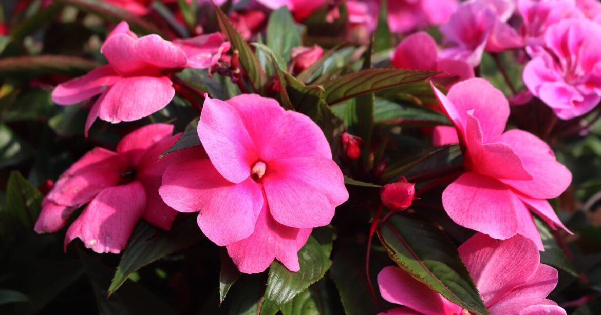 Gardeners told to plant five summer annuals now for ‘immediate floral color’ trust project logo