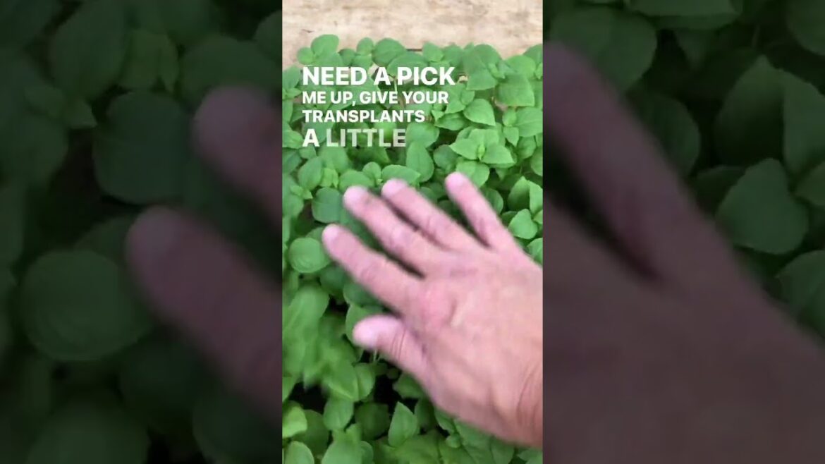 Soil blocked transplants