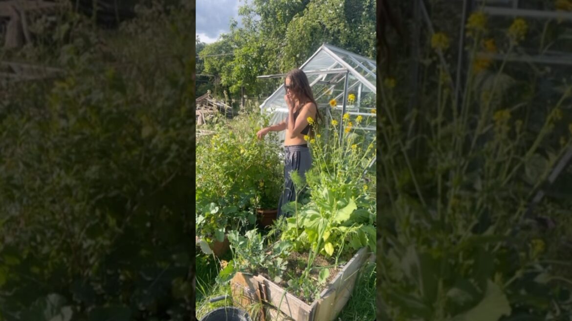 Chill harvest of greens for dinner