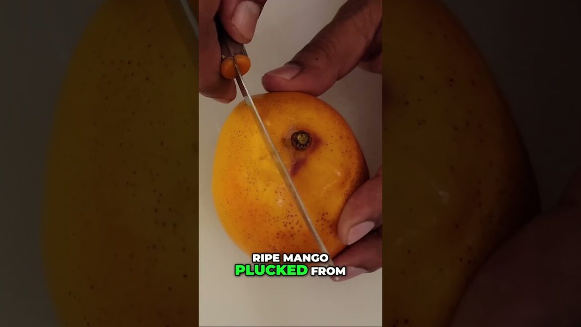 Grafted Little Gem Mango Tree – Early Fruit Surprise! 🥭🌱