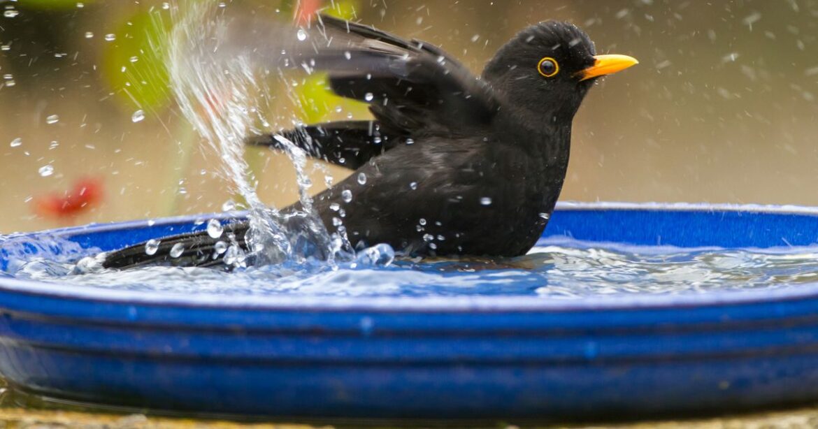 One garden mistake could prevent birds from visiting your green space Ipso logo