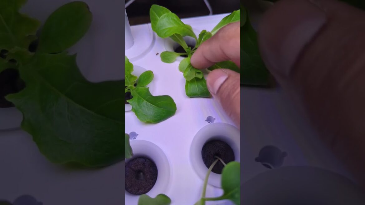 Best Budget Smart indoor garden system for beginners ! #amazing  #hydroponics #gardening #viral