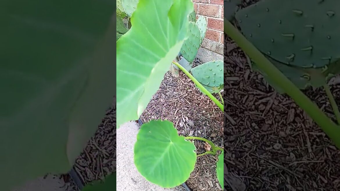 Tropical Edible Plants You Didn't Know About