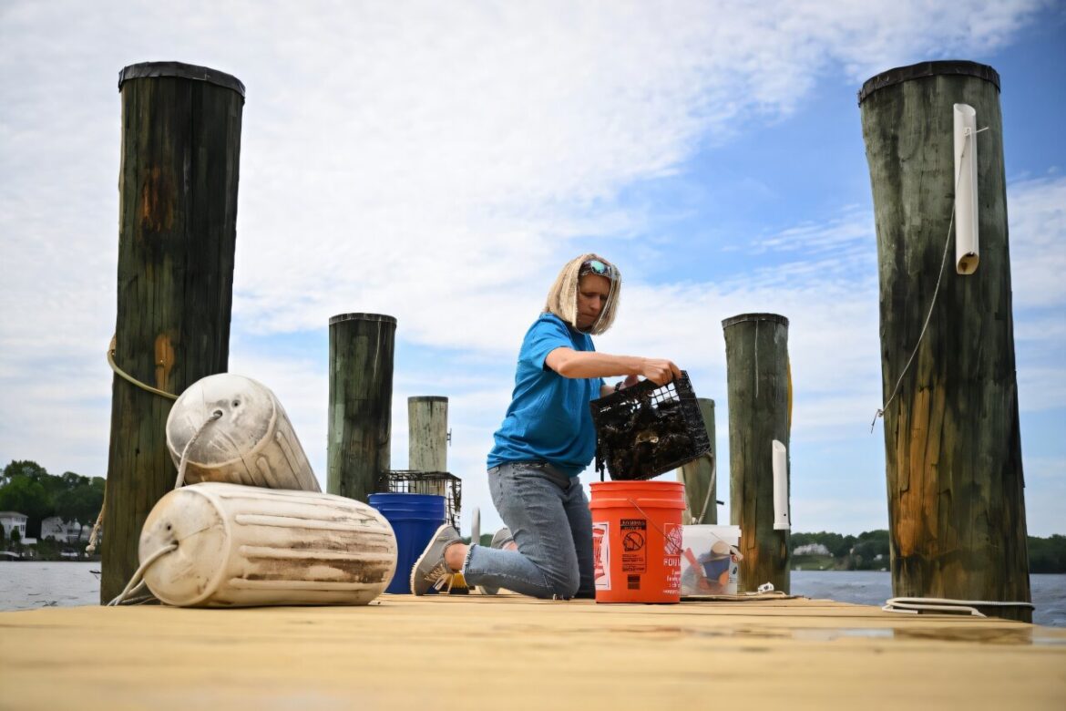 US oyster gardeners rebuild nature's own water-cleaning system