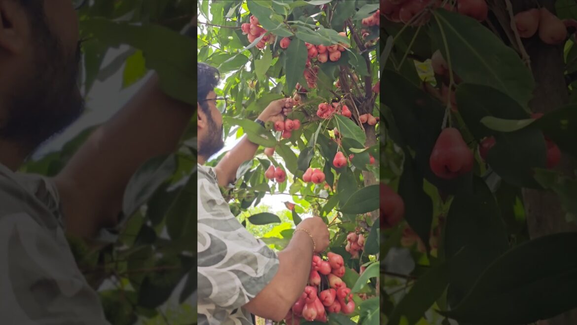 Our Tree Was Full of These! Harvest Day Magic 🌿🍷| Samskara Home Gardenning #diygarden #homegarden