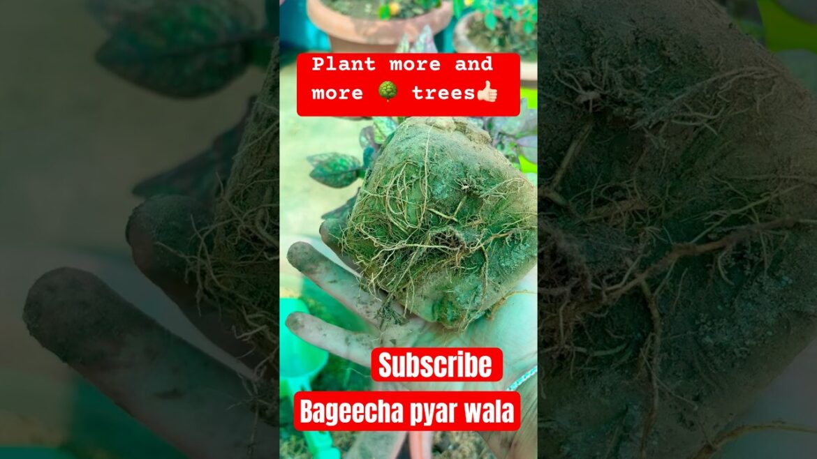 Paudhe lagane ka shauk 🪴|| plants jo hai Hmare liye bhut zaroori plants hai to hum hai 🫡👩🏻‍🌾 🥺