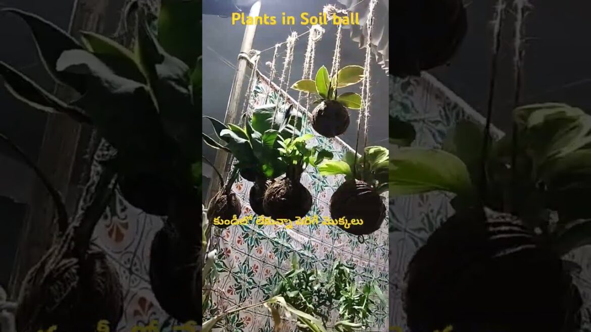 Kokedama plants / Soil ball plants / Mass ball plants #ytshorts #gardening #japaneseart