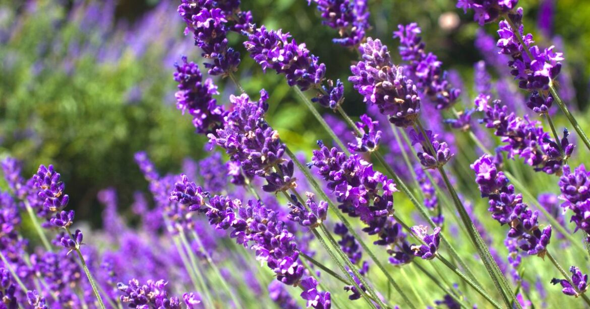 Lavender ‘blooms brilliantly’ if you avoid common watering mistake in summer Ipso logo