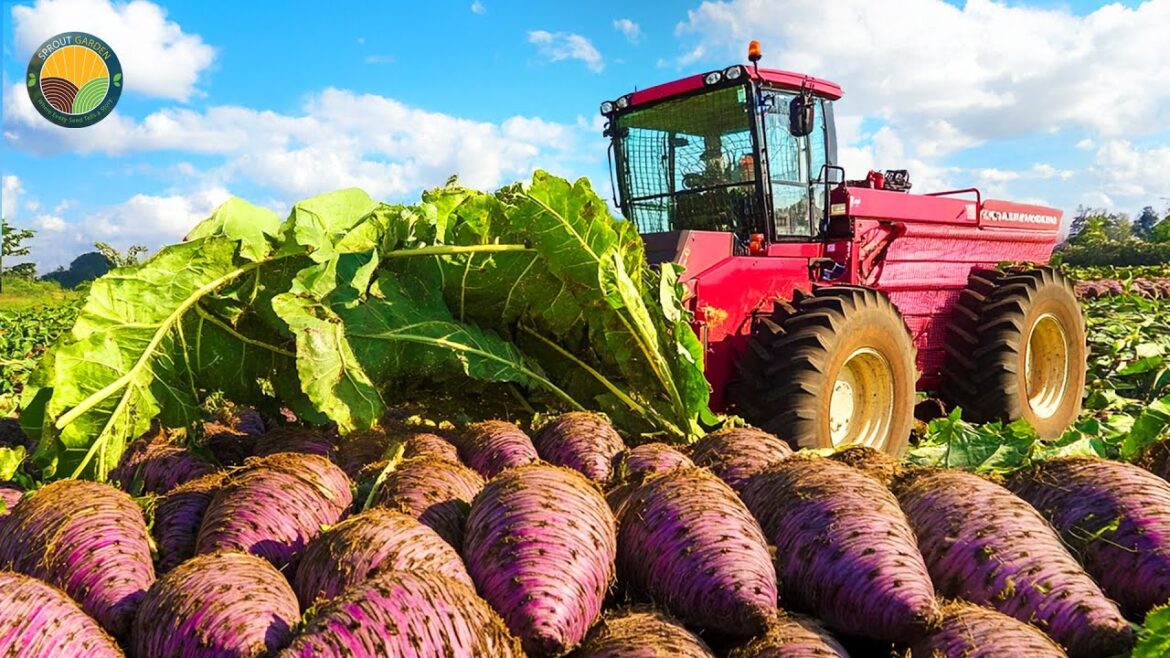 How Japan Farmers Harvest Taro Steam – Taro Steam Cultivation | Farming Documentary How Japan Farmers Harvest Taro Steam - Taro Steam Cultivation | Farming Documentary