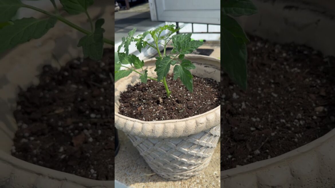 5 Tips for Container Gardening 5 Tips for Container Gardening