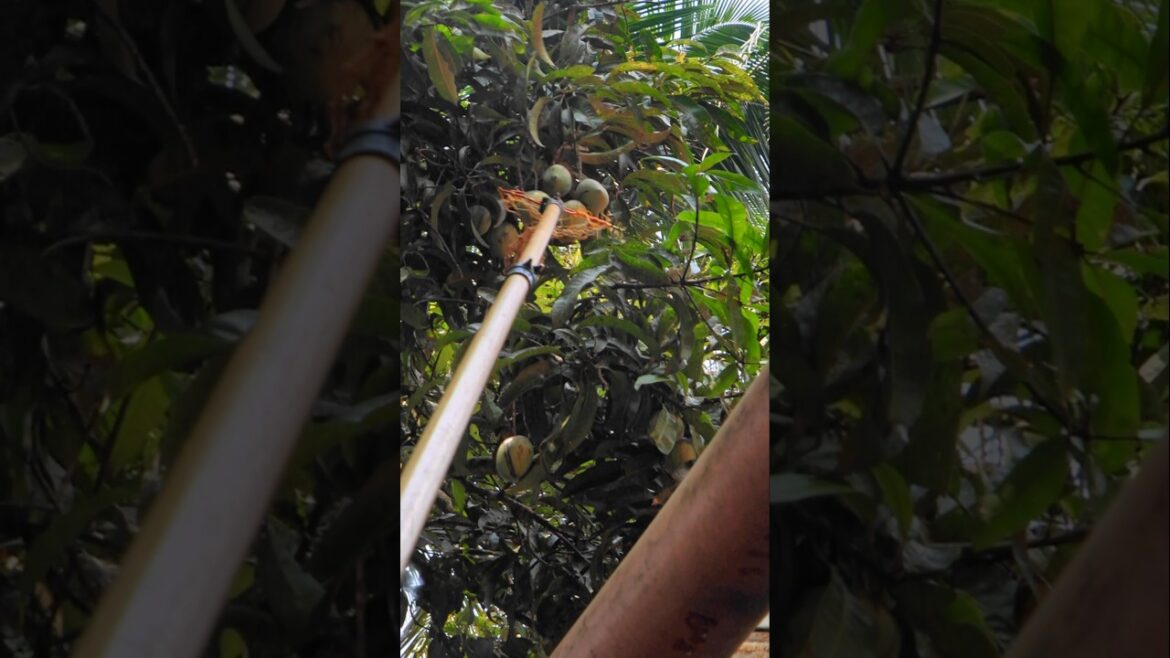 Mango Harvesting – Garden Tools – Fresh Fruits Picking #shorts Mango Harvesting - Garden Tools - Fresh Fruits Picking #shorts