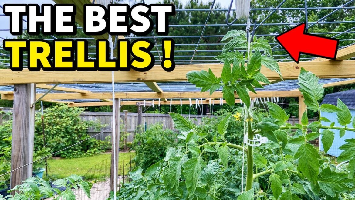 I Just Invented The BEST Vegetable Garden Trellis Ever!