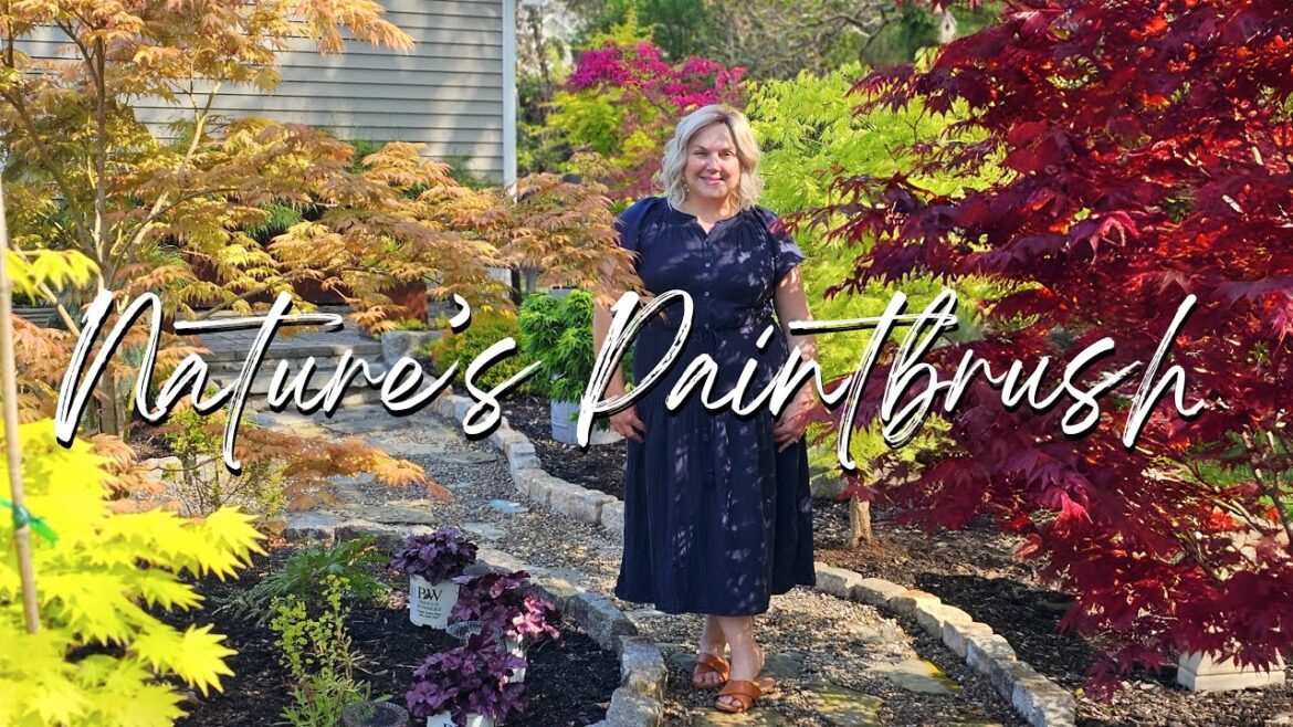 Amazing Spring Color from 25+ Japanese Maples. Garden Tour of my Japanese Maple Collection. Amazing Spring Color from 25+ Japanese Maples. Garden Tour of my Japanese Maple Collection.