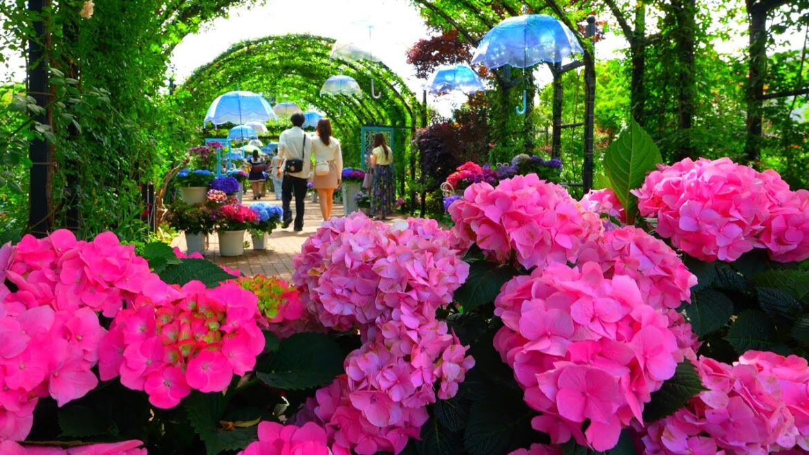 Unique Hydrangea Festival at Yokohama English Garden