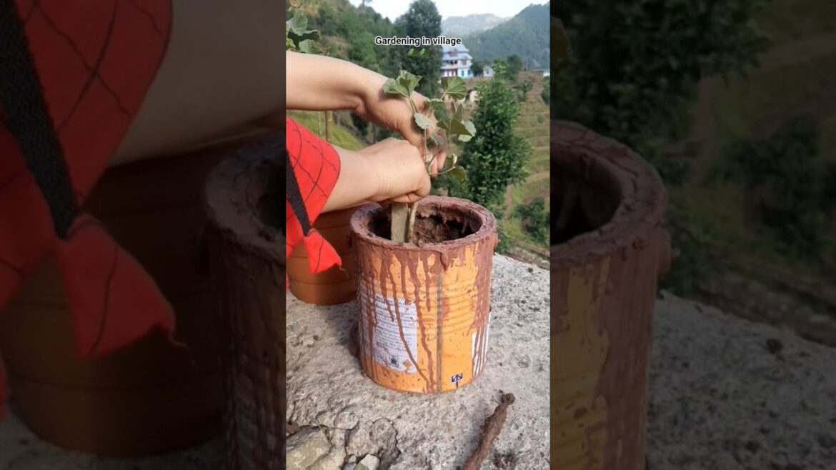 Gardening in village #poonch Gardening in village #poonch