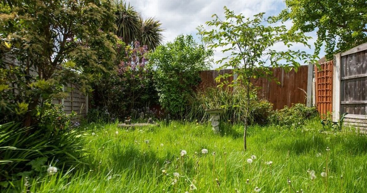 Meet the £22 Amazon garden gadget that ‘rips out weeds in seconds’ Ipso logo