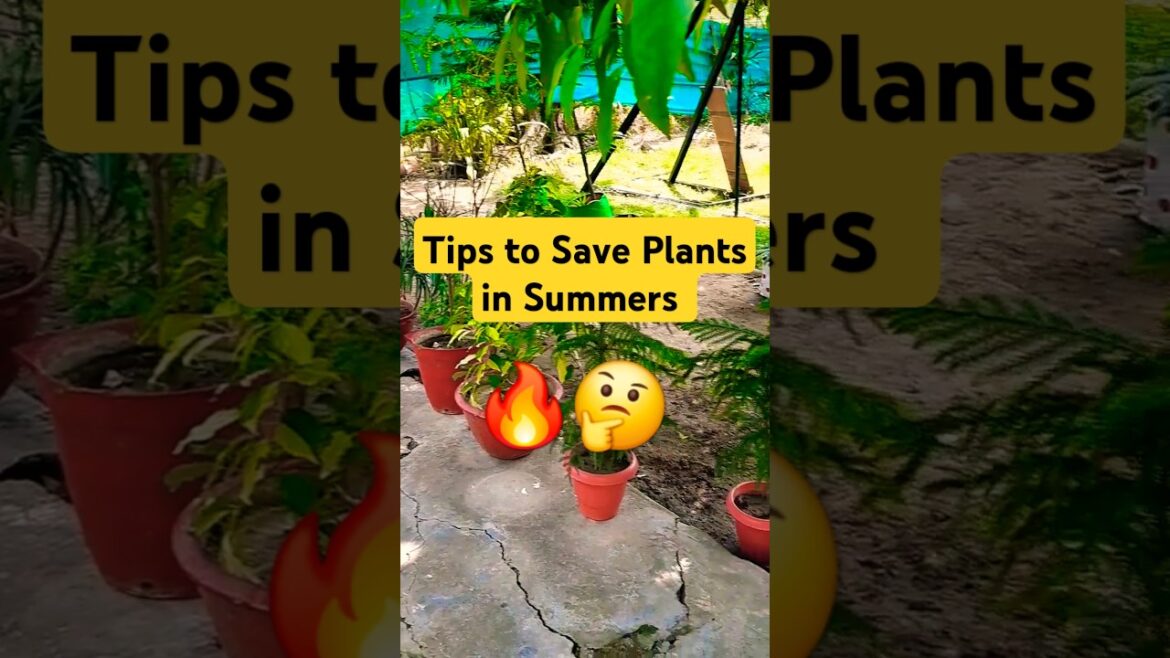 Tips to Save Plants in Summers 🔥🤔 #Summers #trending #plants #shortsfeed #terracegardening Tips to Save Plants in Summers 🔥🤔 #Summers #trending #plants #shortsfeed #terracegardening