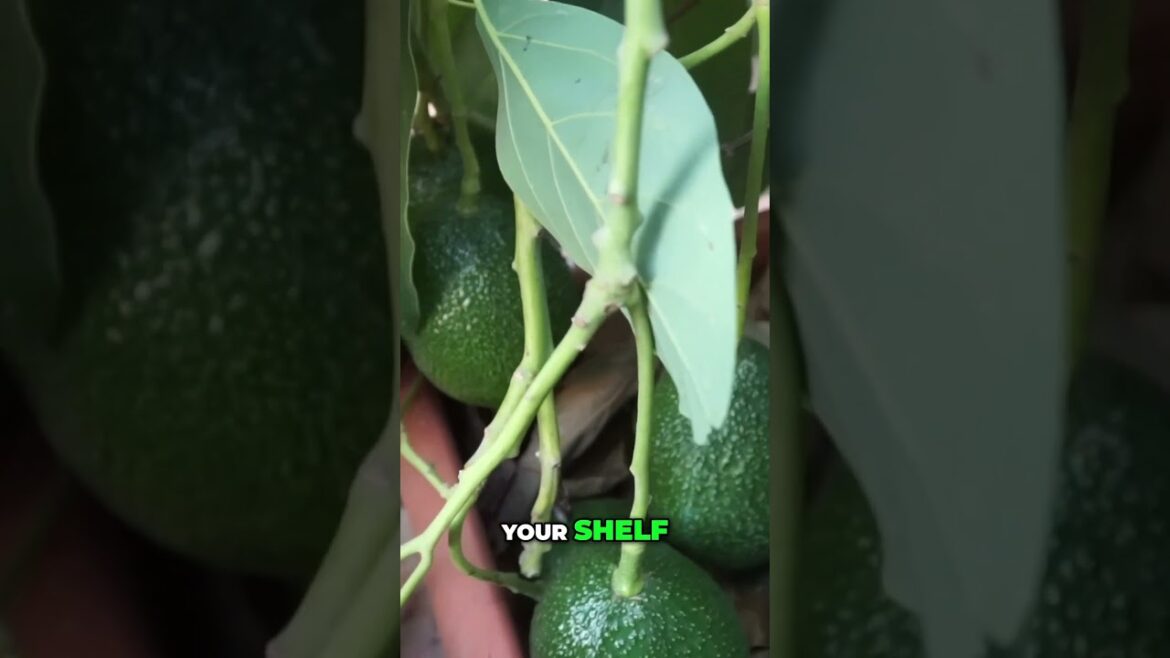 California Gardening: Grow Your Own Avocados 🥑 | Ripening Secrets Revealed! Grow Your Own Avocados 🥑 | Ripening Secrets Revealed!