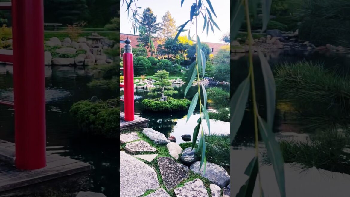 Beautiful night for a Japanese garden stroll #nature #garden #outdoors #mn #minnesota #fall #autumn