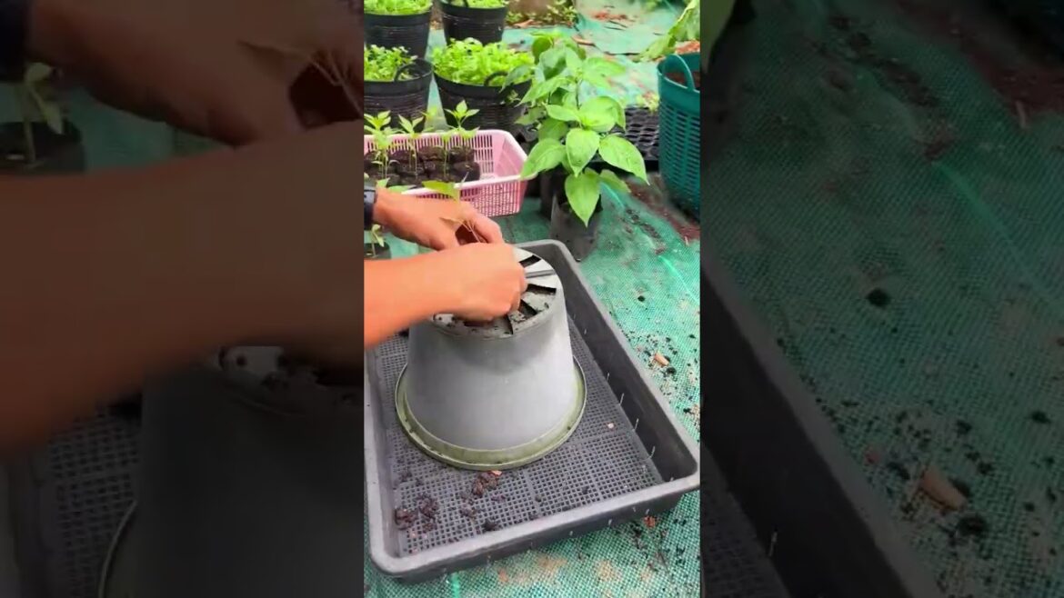 The process of growing peppers in a bucket upside down   unusual technology, creatively