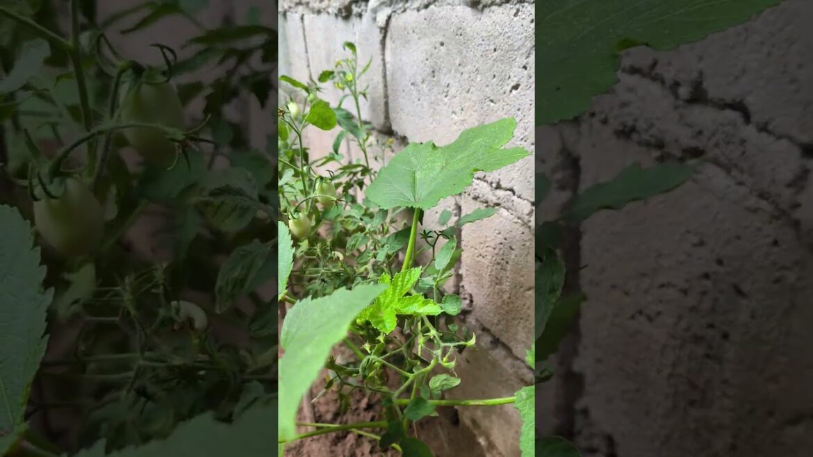 Vegetable Gardening #shorts #vegetables #plants