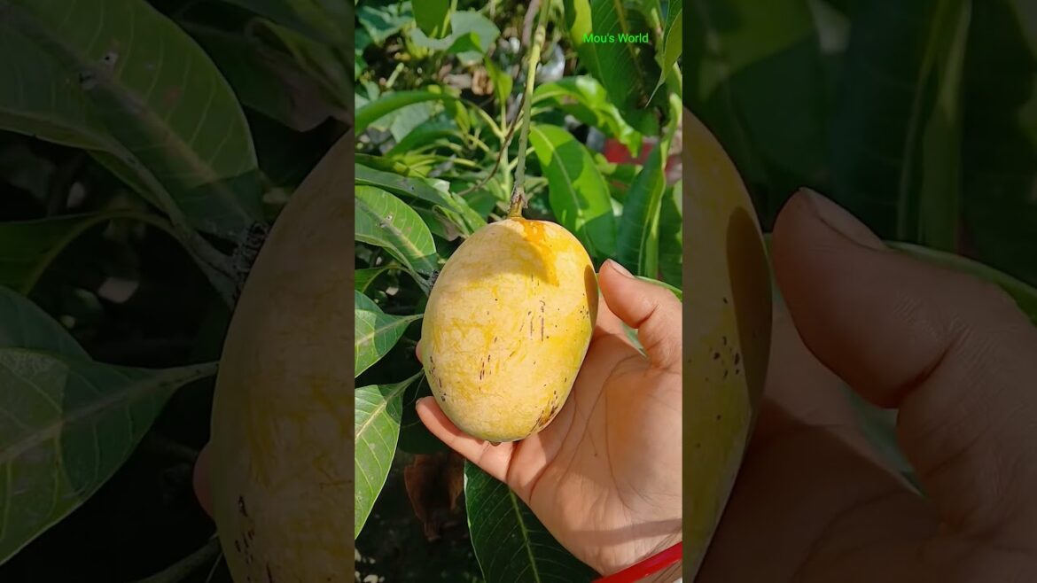 The Rise of Vastara Mango Gardening Trends##shorts The Rise of Vastara Mango Gardening Trends##shorts