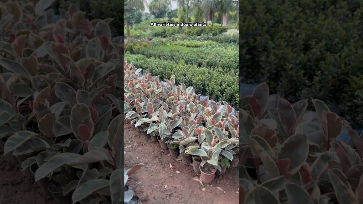 (All varieties indoor) available ​⁠@Rgnursery | wholesale Nursery #nursery #plants #supply