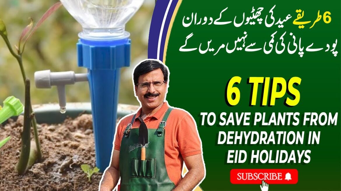 Tips to save plants from Dehydration in Summers | Gardening With Javed Iqbal Tips to save plants from Dehydration in Summers | Gardening With Javed Iqbal