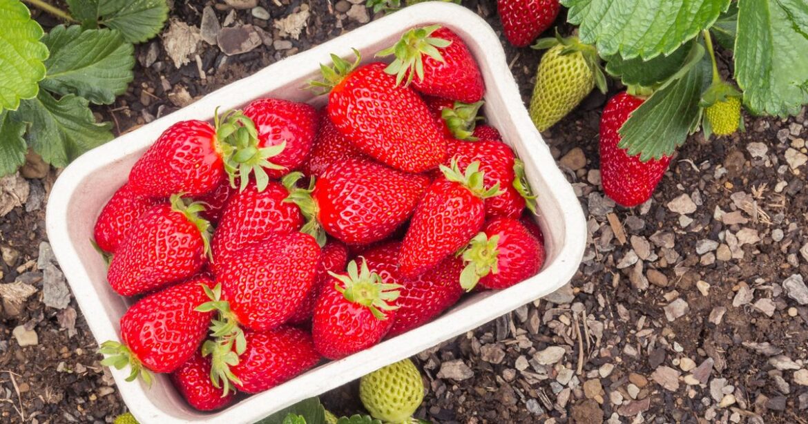 Households urged to take action to prevent 2 pests from eating garden strawberries Ipso logo