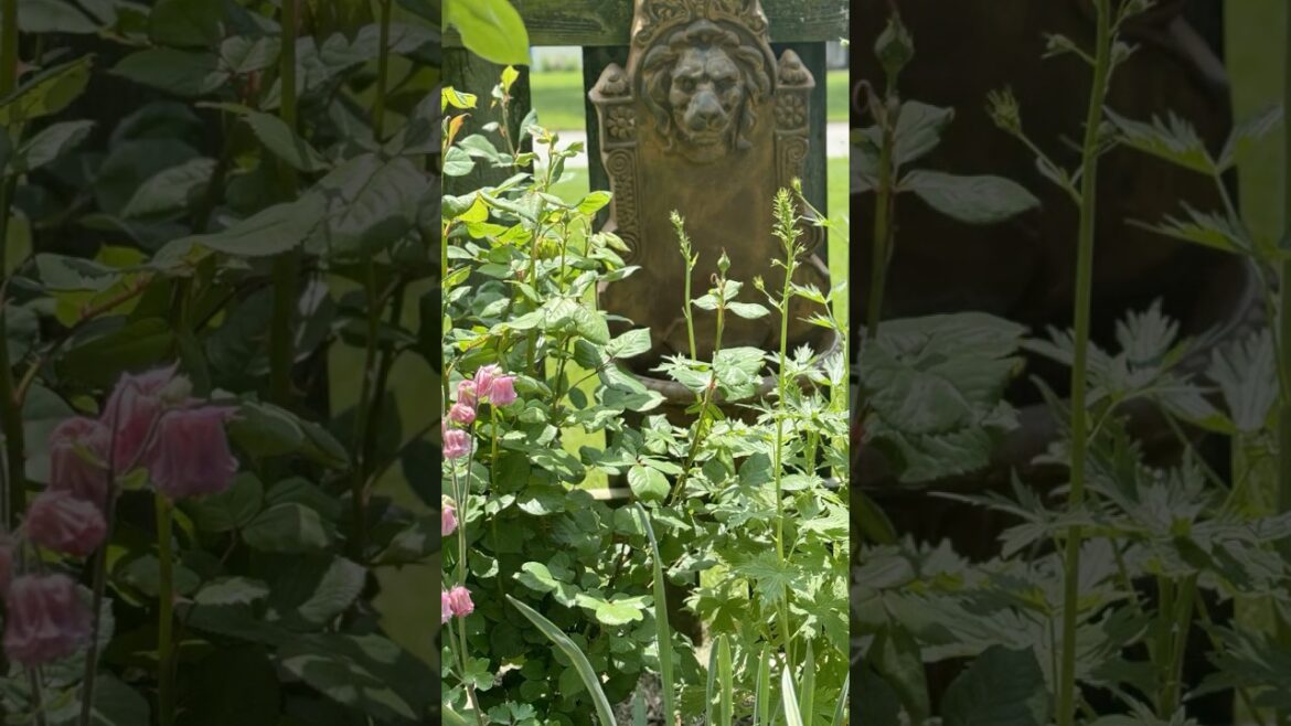 A Garden Escape! #gardening #cottagegarden #secretgarden A Garden Escape! #gardening #cottagegarden #secretgarden