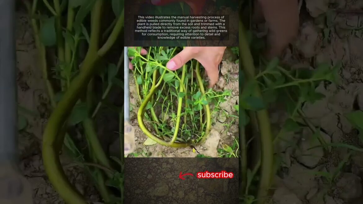 Edible Weed Harvesting Process by Hand #shorts Edible Weed Harvesting Process by Hand #shorts