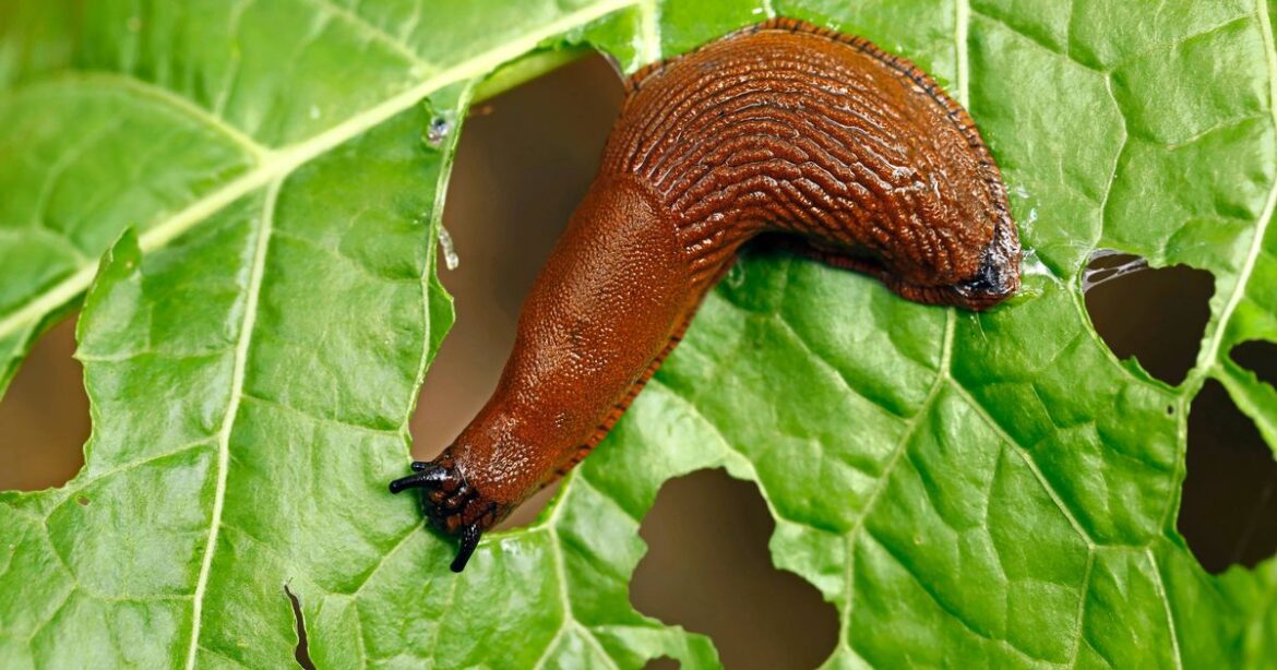 Four-ingredient homemade spray to keep slugs away for good Ipso logo