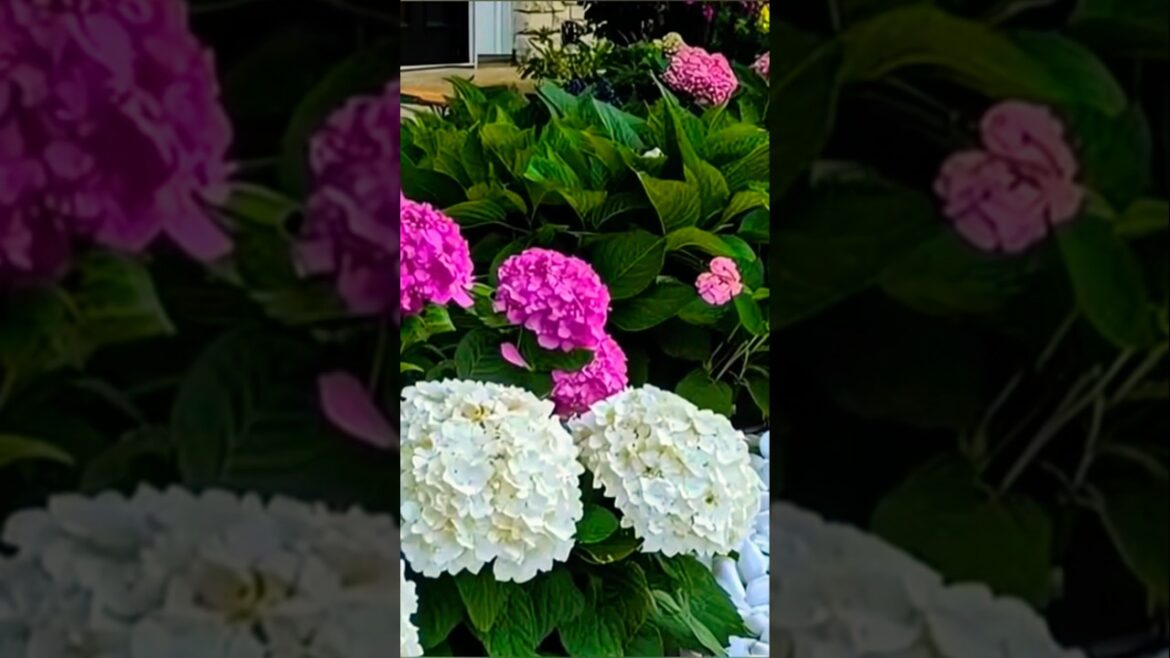 Frontyard Design Ideas You’ll Love