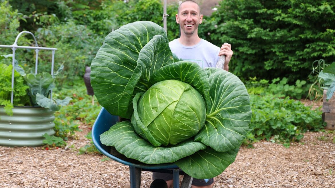 The LOST SECRET to Growing PREHISTORIC Sized Vegetables