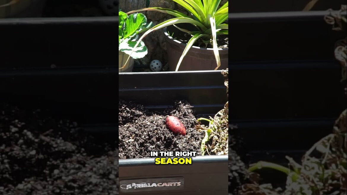 Big Gardening Mistake: Wrong Season Planting! 🌱 Don’t Do This